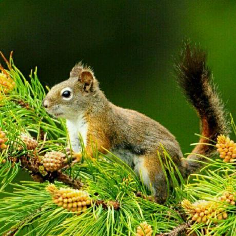 @Sciurus365