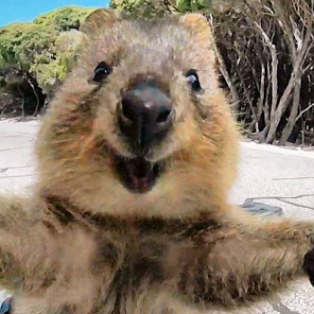 @Anonymous-Quokka