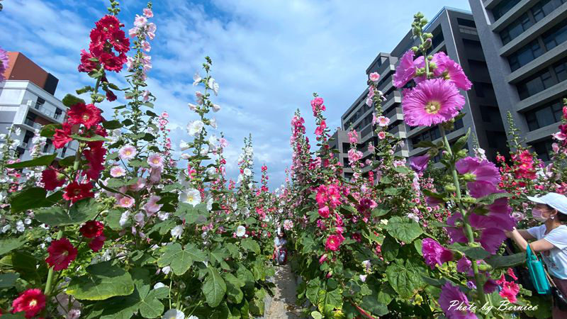 奇岩蜀葵花海~四月底前熱夯景點.不畏酷熱也要排隊入園 @Bernice的隨手筆記