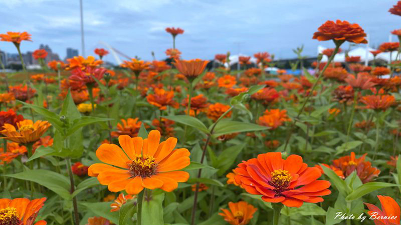 大佳河濱公園超大範圍花海~百日草、黃波斯菊、紫背狼尾草與造景將公園妝點更多彩 @Bernice的隨手筆記