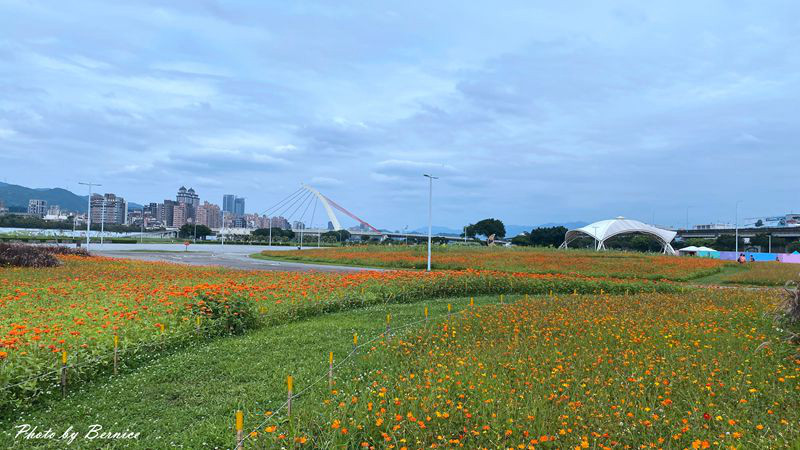 大佳河濱公園超大範圍花海~百日草、黃波斯菊、紫背狼尾草與造景將公園妝點更多彩 @Bernice的隨手筆記