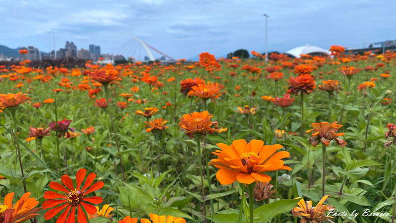 大佳河濱公園超大範圍花海~百日草、黃波斯菊、紫背狼尾草與造景將公園妝點更多彩 @Bernice的隨手筆記