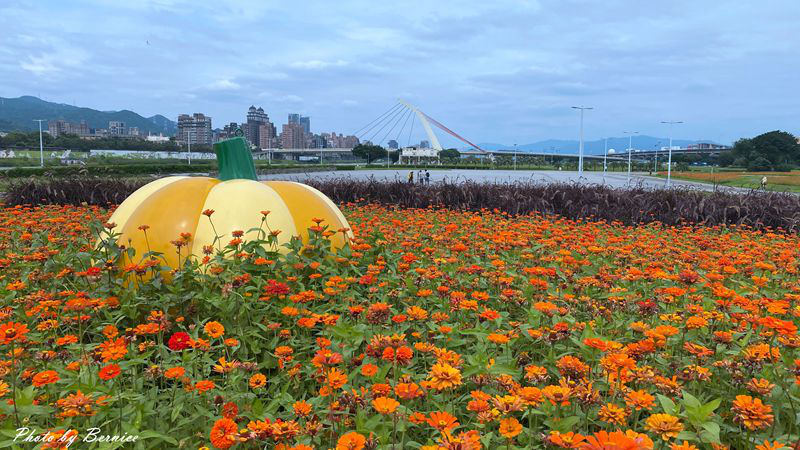 大佳河濱公園超大範圍花海~百日草、黃波斯菊、紫背狼尾草與造景將公園妝點更多彩 @Bernice的隨手筆記