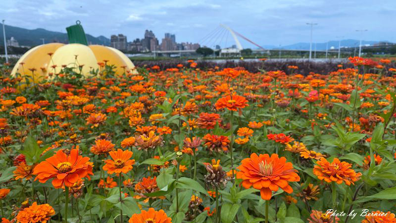 大佳河濱公園超大範圍花海~百日草、黃波斯菊、紫背狼尾草與造景將公園妝點更多彩 @Bernice的隨手筆記