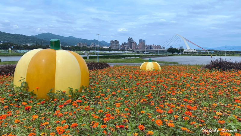 大佳河濱公園超大範圍花海~百日草、黃波斯菊、紫背狼尾草與造景將公園妝點更多彩 @Bernice的隨手筆記