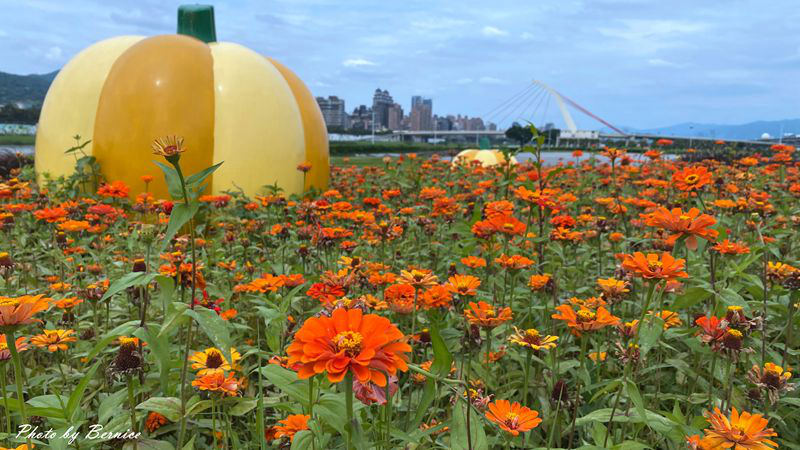 大佳河濱公園超大範圍花海~百日草、黃波斯菊、紫背狼尾草與造景將公園妝點更多彩 @Bernice的隨手筆記