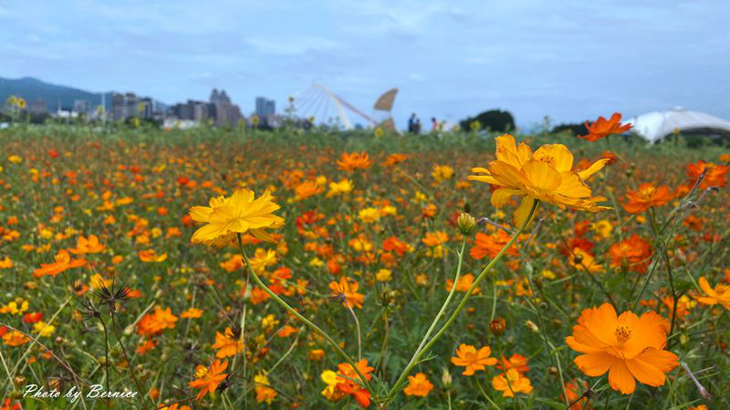 大佳河濱公園超大範圍花海~百日草、黃波斯菊、紫背狼尾草與造景將公園妝點更多彩 @Bernice的隨手筆記