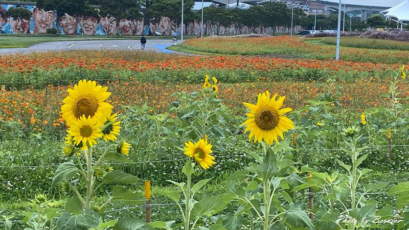 大佳河濱公園超大範圍花海~百日草、黃波斯菊、紫背狼尾草與造景將公園妝點更多彩 @Bernice的隨手筆記