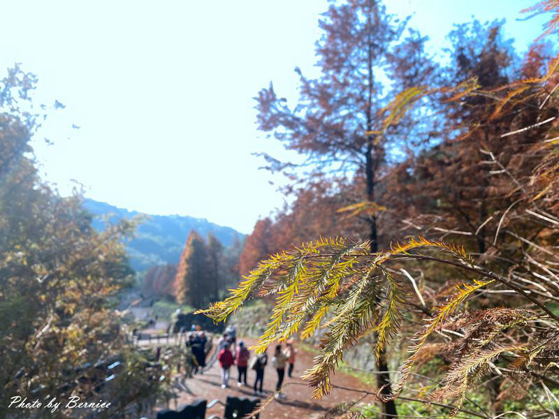 陽明山永公路500巷落雨松~爆紅新秘境公車可抵達輕鬆拍美照 @Bernice的隨手筆記