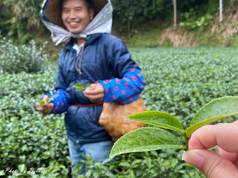 冬遊坪林喝好茶-翻轉食農教育樂.體驗DIY手作樂趣 @Bernice的隨手筆記