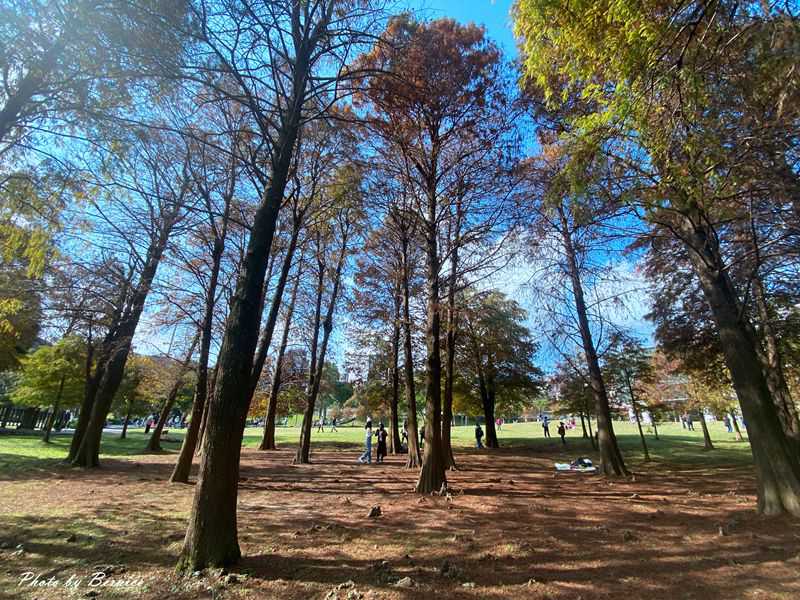 大湖公園落羽松~捷運出站即抵達最輕鬆欣賞落羽松美景的所在 @Bernice的隨手筆記