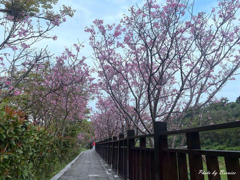 樂康步道昭和櫻~小而美寧靜賞花好所在 @Bernice的隨手筆記