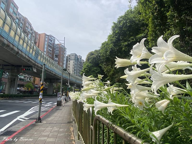 內湖黃石公廟百合~路邊的百合綿延五六十公尺 @Bernice的隨手筆記