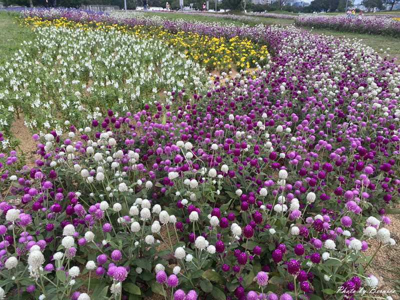 美堤親水彎花海~圓仔花&#038;自然系花海熱情綻放中 @Bernice的隨手筆記