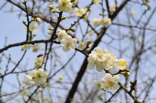 梅香未滿~志成公園小梅園城市賞梅好去處 @Bernice的隨手筆記