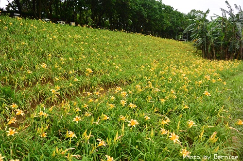 牧峰農場~不需遠征花東在台北也能看金針花海 @Bernice的隨手筆記