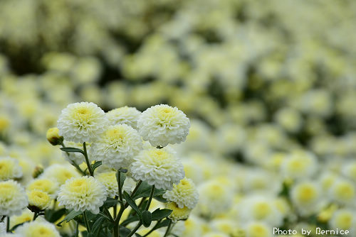 花現銅鑼．秋雪饗宴~杭菊花田範圍廣滿滿花海走到哪都好拍 @Bernice的隨手筆記