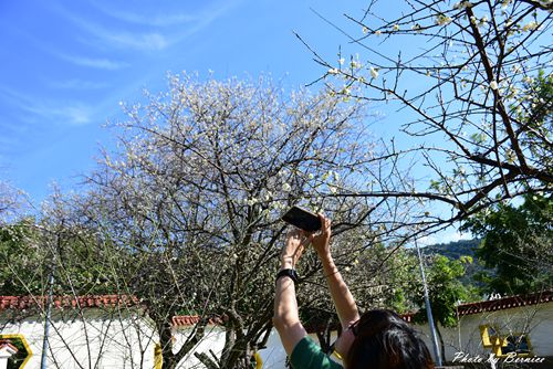 志成公園梅香~平地輕鬆賞梅好地點 @Bernice的隨手筆記