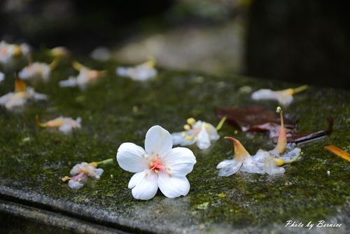 翠湖畔油桐花語~台北近郊最佳輕鬆賞五月雪好地方 @Bernice的隨手筆記