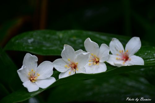 翠湖畔油桐花語~台北近郊最佳輕鬆賞五月雪好地方 @Bernice的隨手筆記