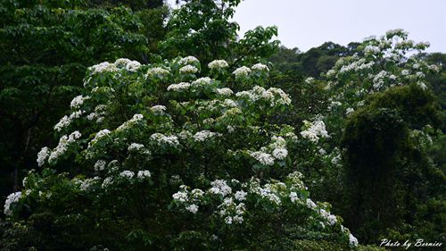 翠湖畔油桐花語~台北近郊最佳輕鬆賞五月雪好地方 @Bernice的隨手筆記