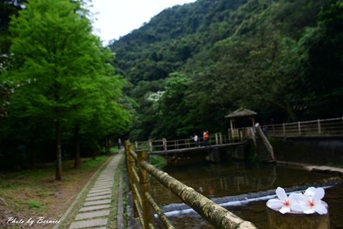 瑪陵桐花步道~親山賞花玩水一站到位.基隆最佳賞桐點 @Bernice的隨手筆記