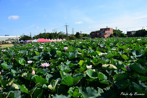 2020桃園蓮花季~花田範圍大又好親近抓準時間拍出網美美照 @Bernice的隨手筆記