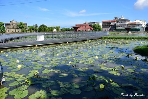 2020桃園蓮花季~花田範圍大又好親近抓準時間拍出網美美照 @Bernice的隨手筆記