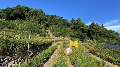 竹子湖故鄉金針花農園~台北市也能忘憂就在竹子湖.階梯式花田賞花更愜意 @Bernice的隨手筆記