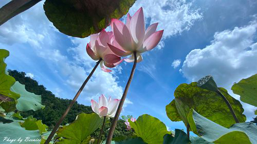 雙溪荷花園~荷花已進入尾聲睡蓮接力欣賞 @Bernice的隨手筆記