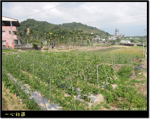 一新社區~瘋農村‧跟著蝴蝶茭遊趣-吟詩綠曲‧體驗茭白筍的鮮甜 @Bernice的隨手筆記