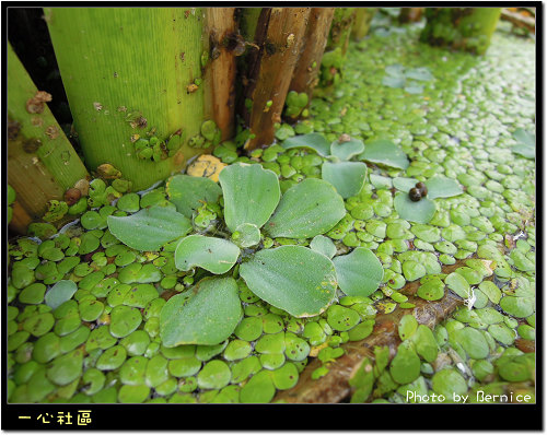 一新社區~瘋農村‧跟著蝴蝶茭遊趣-吟詩綠曲‧體驗茭白筍的鮮甜 @Bernice的隨手筆記