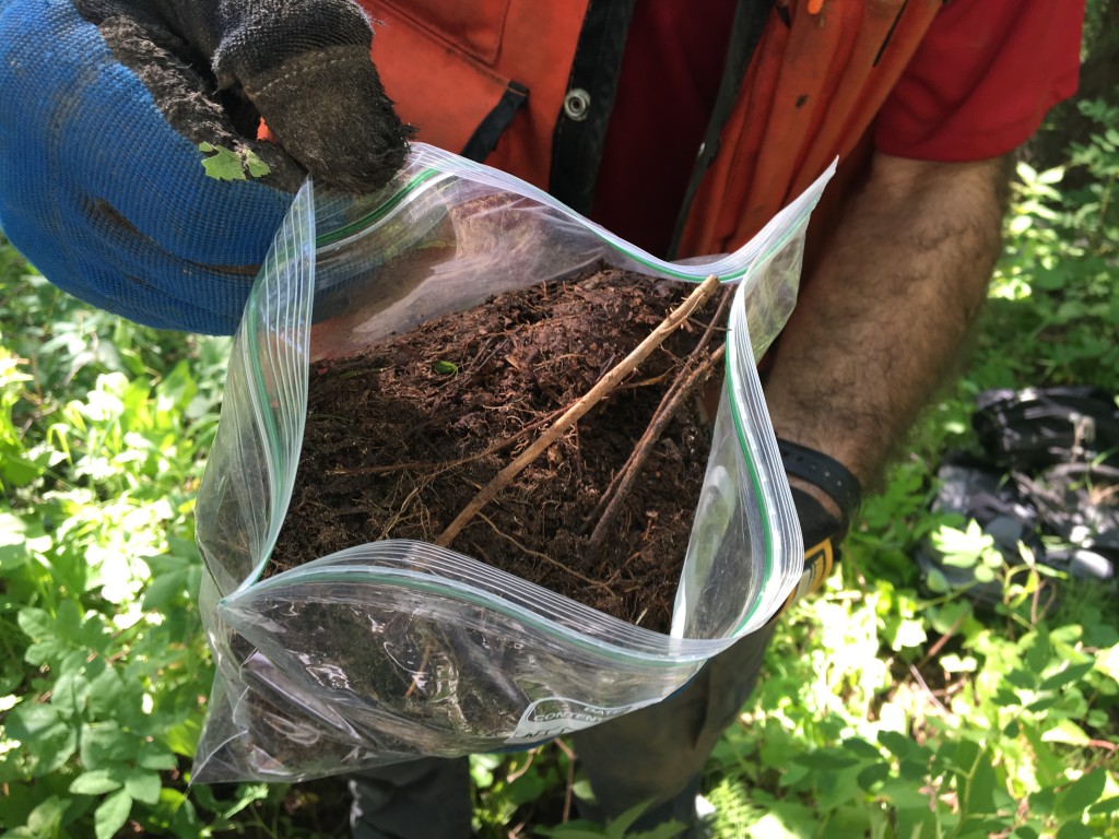 One new element to the survey protocol: taking soil samples at different depths to check carbon content. Credit: NASA/Kate Ramsayer