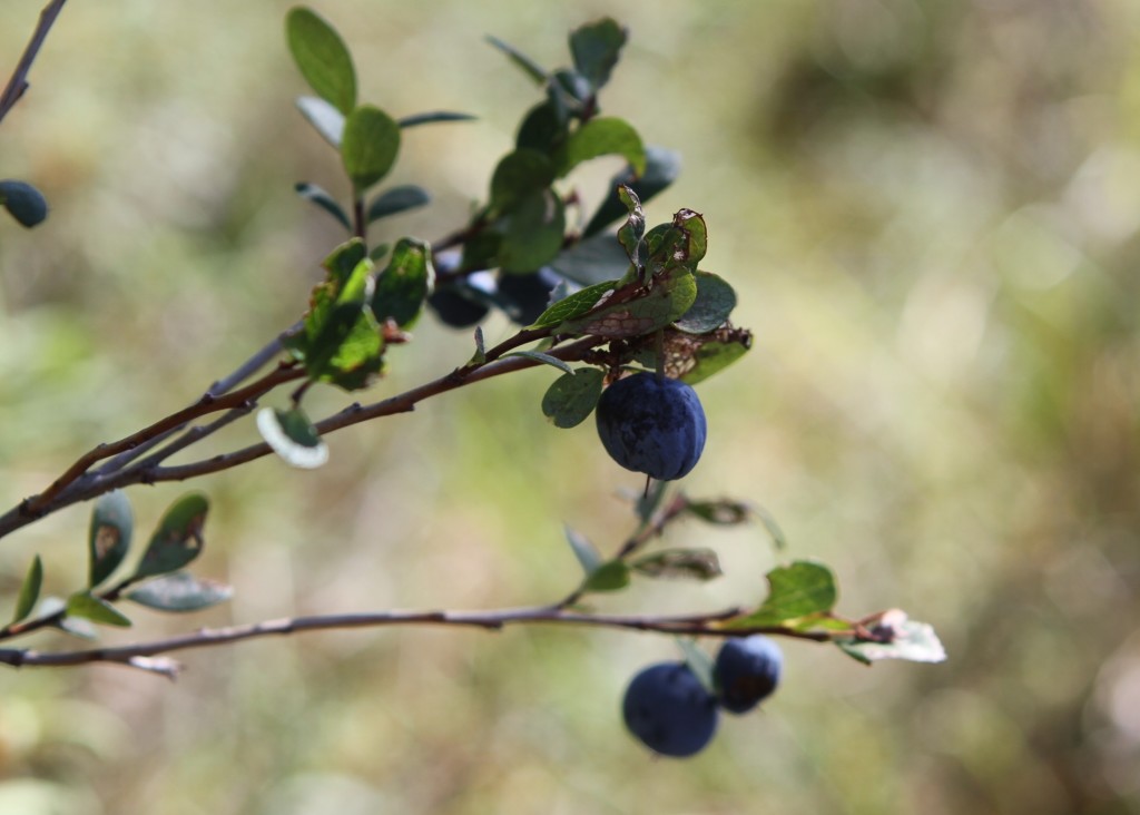 For many Alaskans, summer is time to stock freezers with blueberries. Credit: NASA/Kate Ramsayer