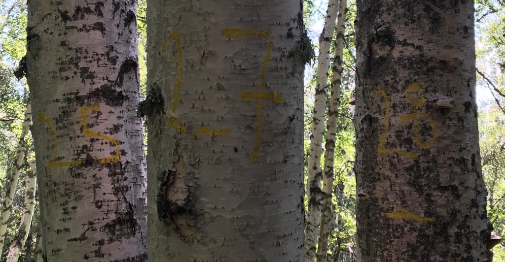 Birch trees, numbered in yellow, have been measured as part of the site survey. Credit: NASA/Kate Ramsayer