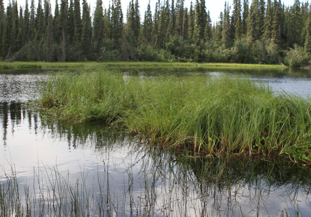 Methane bubbles in a lake.