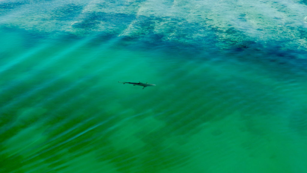 Shark swims in a harbor