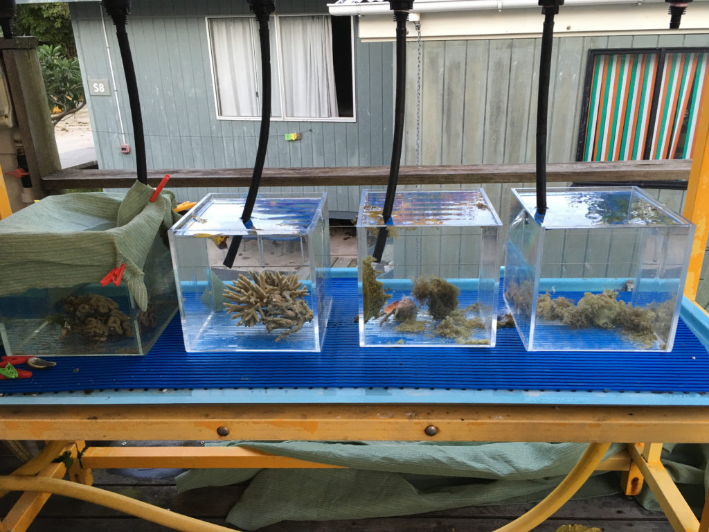 Specimen tanks