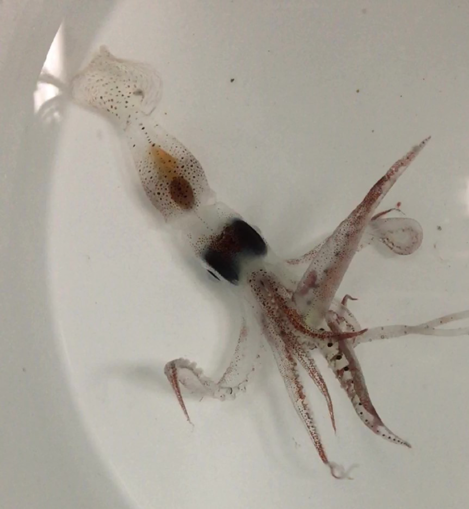 Squid caught in the MOCNESS. Credit: Chandler Countryman