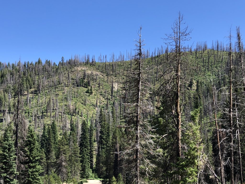 Burned trees and recovering undergrowth at varying stages make up the National Forests along Highway 21 in Idaho. July 24, 2019. Credit: NASA