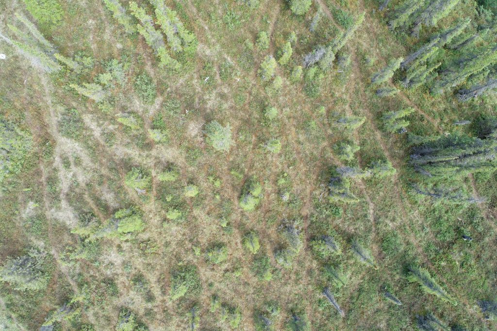 The drone witnessed picked up signs of caribou, too. This drone image shows caribou trails weaving through spruce near Sheep Creek in Ivvavik National Park. Credit: Katie Orndahl