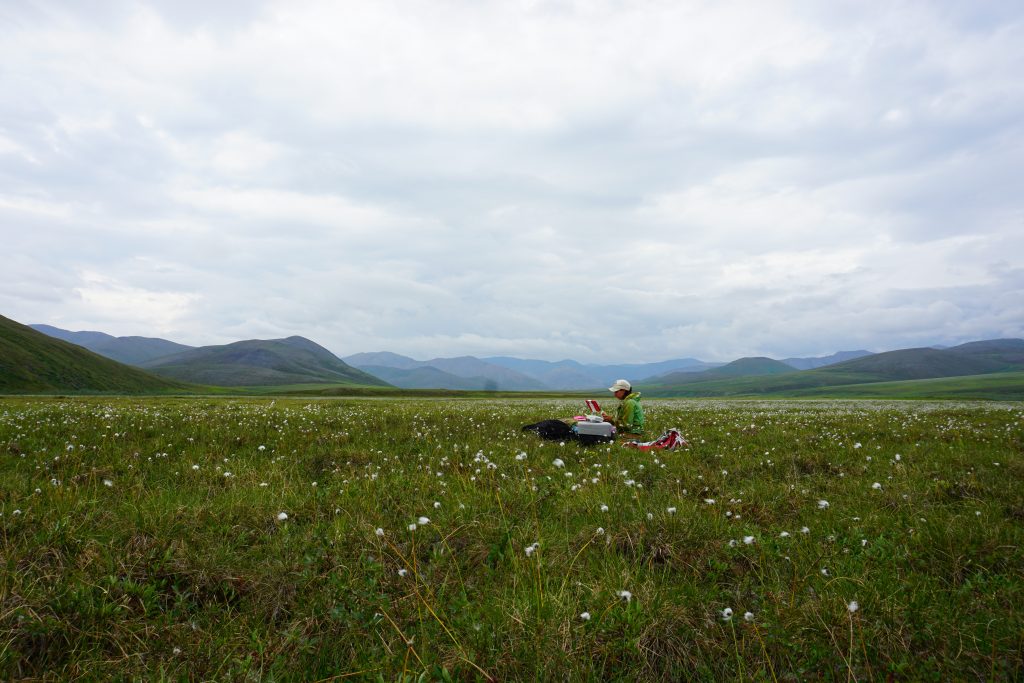 Our field sites varied from luscious cottongrass …