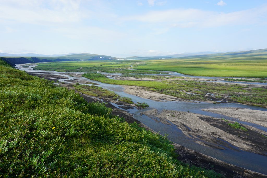 … to thick riverside shrubs