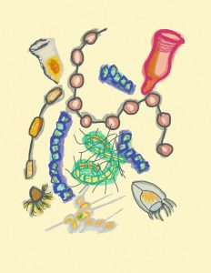 Artistic drawings stemming from taking a phytoplankton drawing class during the EXPORTS quarantine.  Credit/Artist:  Nick Baetge