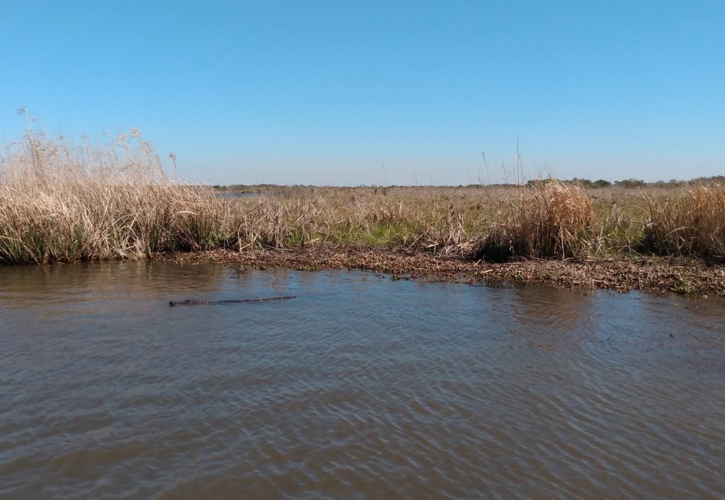 Alligator spotted by Delta-X field team in coastal Louisiana.