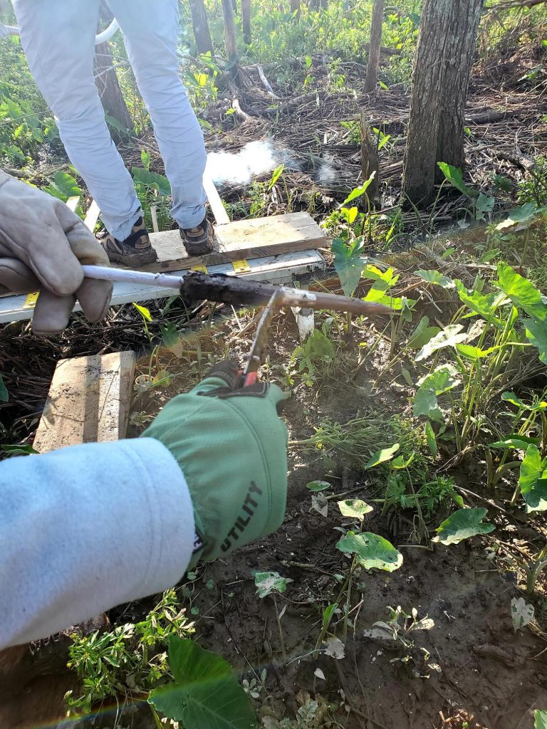 “Marsh popsicle” with white feldspar marker ring. We measure the distance from the top of the popsicle to the beginning of the white marker. 