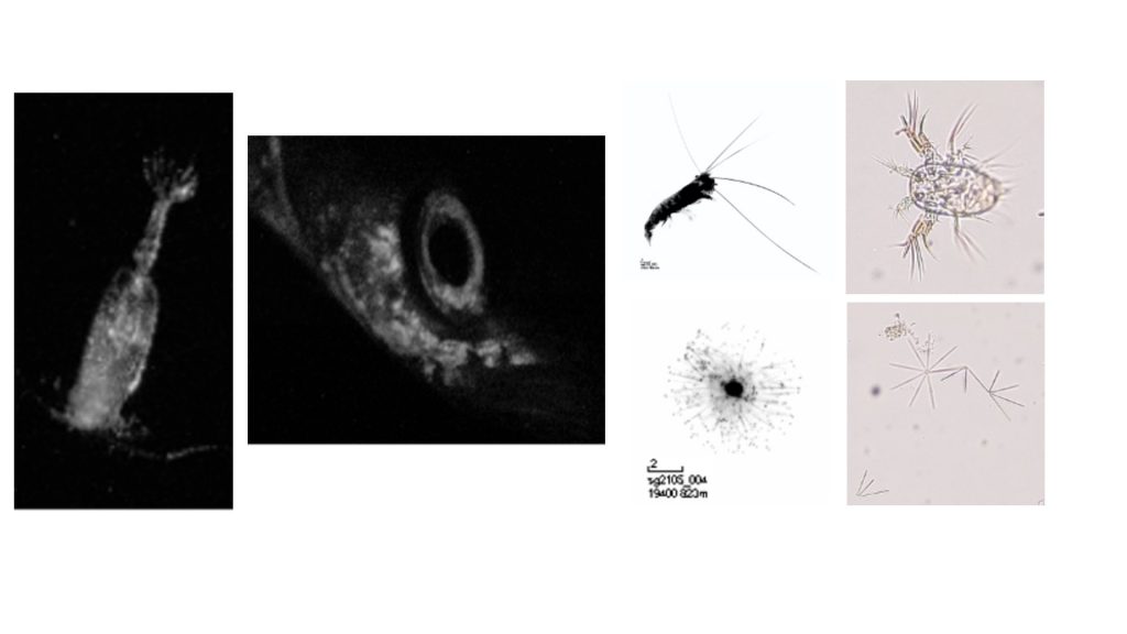 From left to right: Copepod (UVP6), Fish (UVP6), Shrimp (UVP5), Radiolarian (UVP5), Copepod nauplii (Planktoscope), Thalassionema diatom chain (Planktoscope). Credits: Laetitia Drago