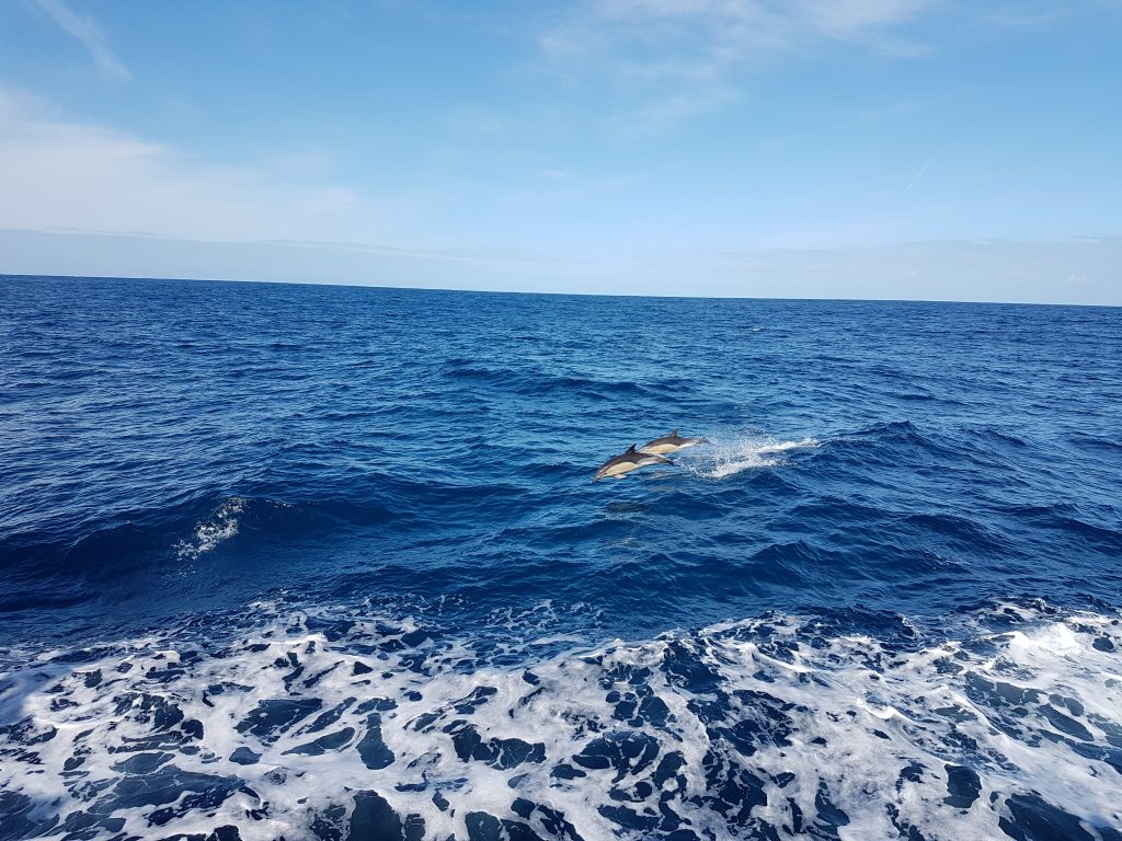 Common dolphins. Credit: Laetitia Drago