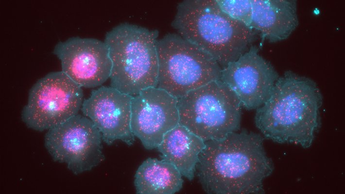 Image of a colony of MEMOIR cells that have recorded information in their genomes