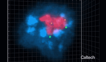 A gif of 3D regions of of the nucleus visualized with SPRITE.